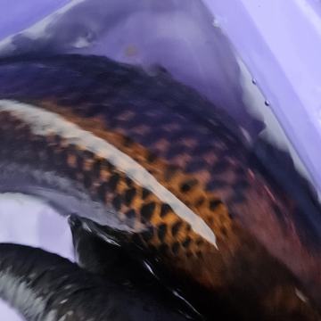 koi #unikat boja