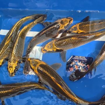 Ribice za van #koi