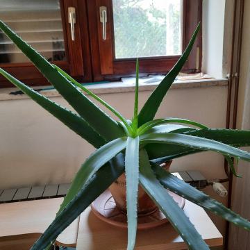 Aloe Vera biljka 130 cm širina