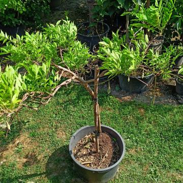 Glicinija - wisteria sadnice