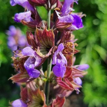 Kadulja - Salvia officinalis - sjeme