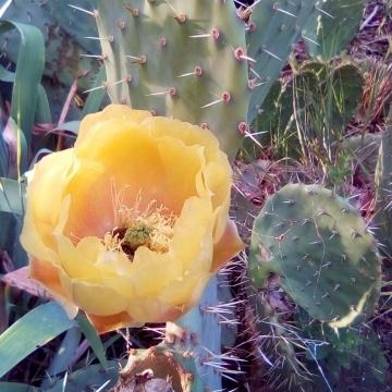 Kaktus - Opuntia engelmannii