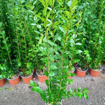 Brzorastuća super živa ograda  ligustrum (kalina) 1m , super sadnice