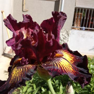 Perunike - Iris - High Octane