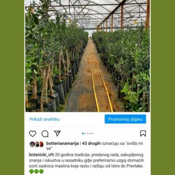 Proizvodnja i prodaja voćnih sadnica, maslina i ukrasnog bilja