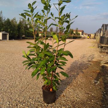 AKCIJA Sadnice crvena živica -  , Photinia Red Robin0.80- 1.50m visine