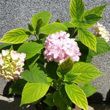 Kontejnirane sadnice rozih hortenzija (Hydrangea)