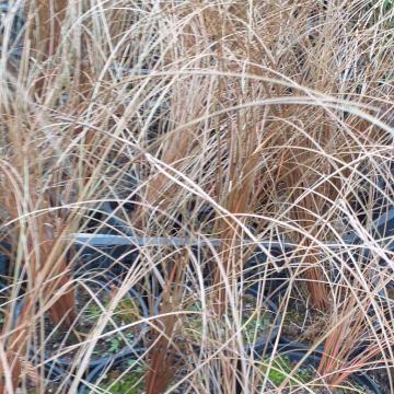 Ukrasna trava Carex bronze sadnice
