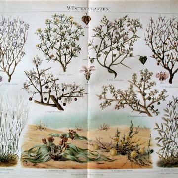 LITOGRAFIJA - CVIJEČE HORTIKULTURA PUSTINJSKE BILJKE BOTANIKA PUSTINJA