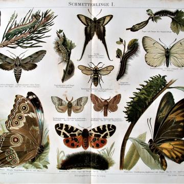 LITOGRAFIJA - LEPTIRI GUSJENICE Lepidoptera INSEKTI KUKCI ZOOLOGIJA