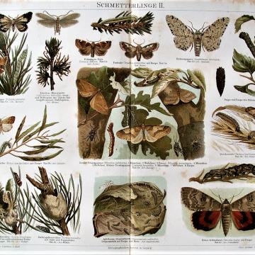 LITOGRAFIJA - LEPTIRI I GUSJENICE Lepidoptera INSEKTI KUKCI ZOOLOGIJA