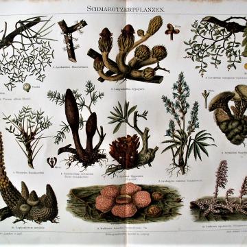 LITOGRAFIJA - PARAZITSKE BILJKE PARAZITI HOLOPARAZITI BOTANIKA