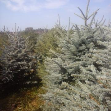 Sadnice ljesnjaka,reznice,jednogodisnje sadnice 4kn,BOZICNA DRVCA,KT.