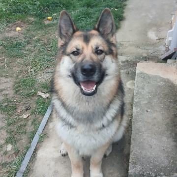 Poklanjam kujicu mješanku