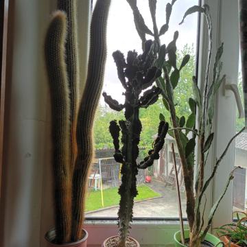 4 kaktusa vel do 90 cm, cijena za sve