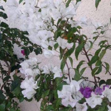 Bugenvilija sadnica od 40-50cm, bijela i roza