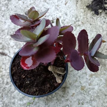 Crvenolisni sedum