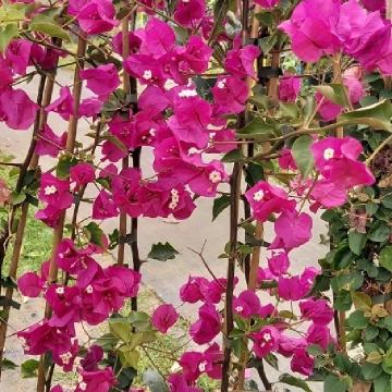 Cvjetajući grmovi mimoze i drugo ukrasno bilje.  www.botanickivrh.hr