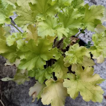 Heuchera, svjetlo zelena