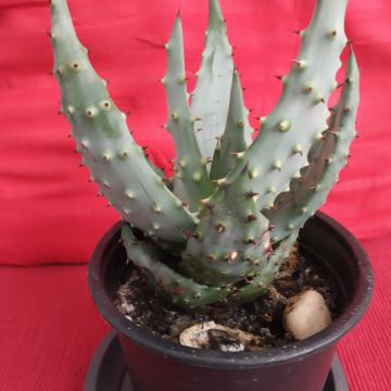 Kaktus neobičan,za ljubitelje i sakupljače kaktusa