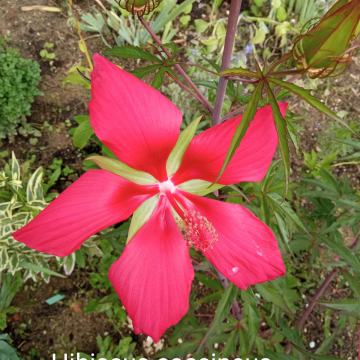 Hibiscus coccineus - crveni / sjeme