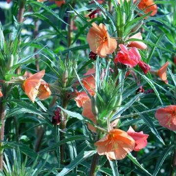 Oenothera versicolor &amp;#39;Sunset