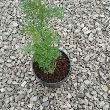 Pelin cola  (Artemisia abrotanum )