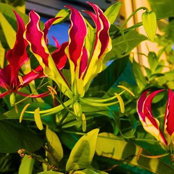 Plameni Ljiljan /  Gloriosa lily / Gloriosa Superba / Flame Lily