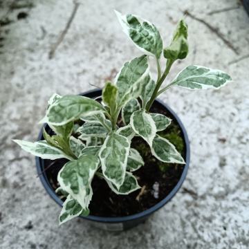 Šarenolisni aster, plavi cvijet