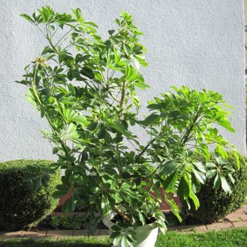 Šeflera (Schefflera arboricola)