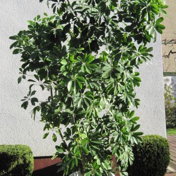 Šeflera (Schefflera arboricola)