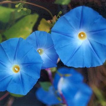 Ukrasni slak - svjetloplavi- Izrazoto krupni cvjetovi