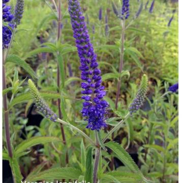 Veronica longifolia &amp;#39;Blue