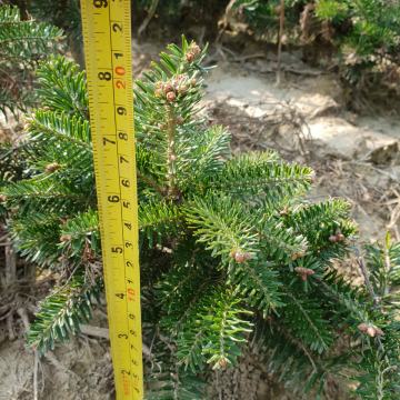 Sadnice za božićna drvca