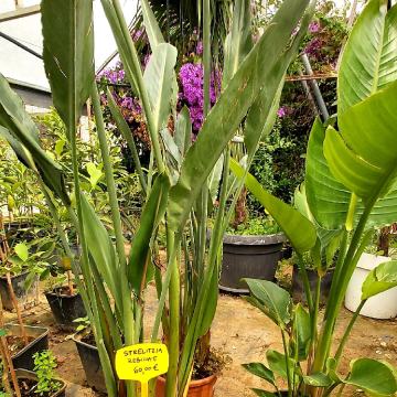 Strelizie,  banane, plumbago, agapantus,  feijoa, dud ili murva