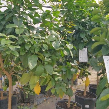 Sadnice limuna, naranče,  mandarina, kumquat od 10 do 180 €