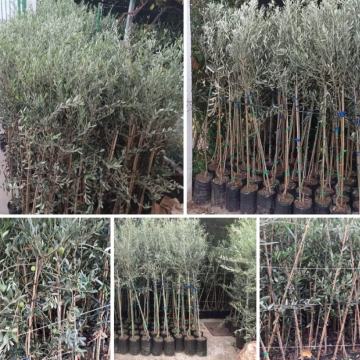 Sadnice  Maslina - Vrhunske svjetske sorte