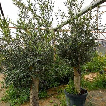 Višegodišnje ukrasne masline od 160 do 220 eura   2m.