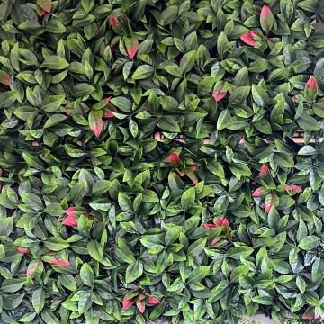 Fotinija umjetna živica