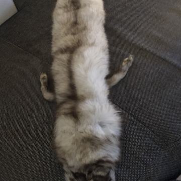 Lisica Šal-Okovratnik Pravo krzno. Povoljno