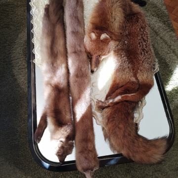 Ovratnik nerc, lisica