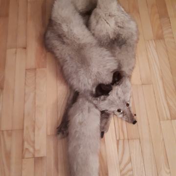 Krzneni ovratnik polarne lisice