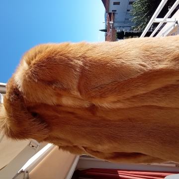 prodajem žensku krznenu bundu