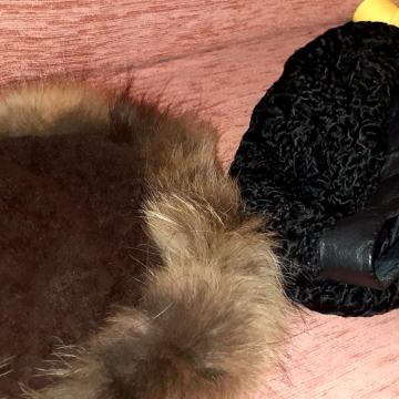 Kape perzijaner i lisica