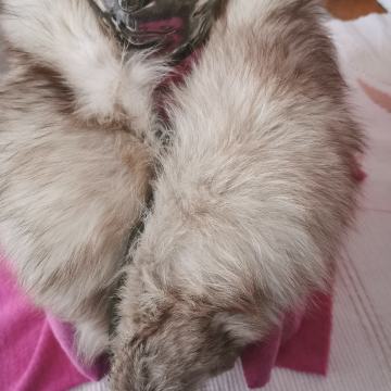 Ovratnik od bjele lisice