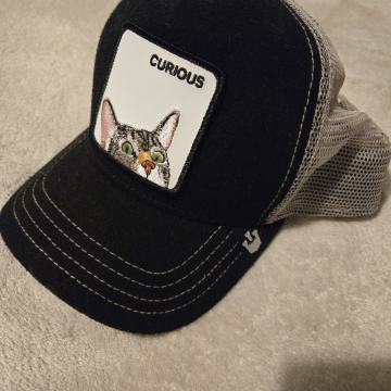 Šilterica Curious cat