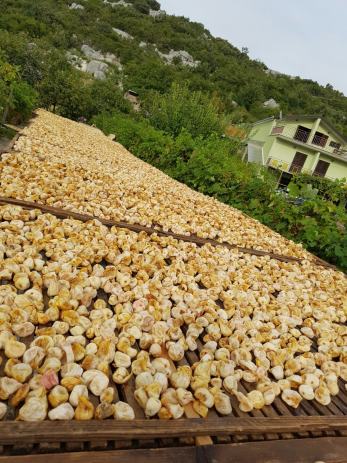 Smokve sadnja smokve sadnja