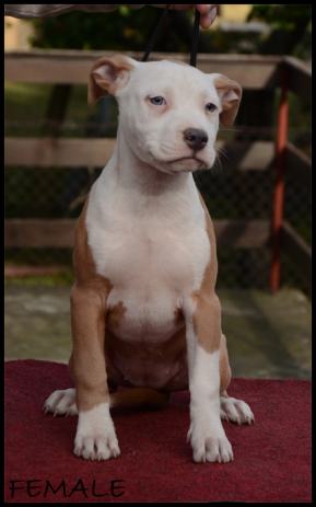 Žene oglasnik hr žene oglasnik hr