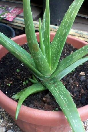 Aloe vera barbadensis miller predaj