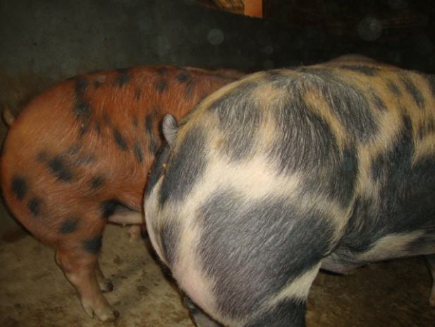 plavi oglasnik domae ivotinje svinje